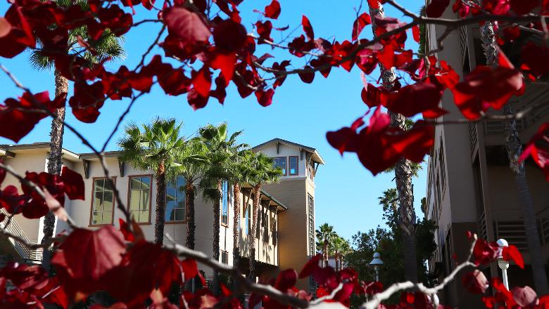 A housing community at Chapman University foregrounded by a red-leaved tree.